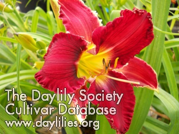 Daylily Red Hot Summer Delight